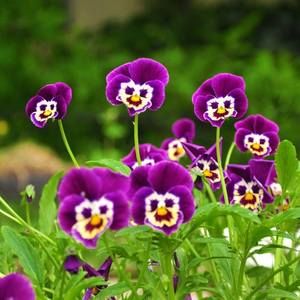 Meet your Posher, Ana